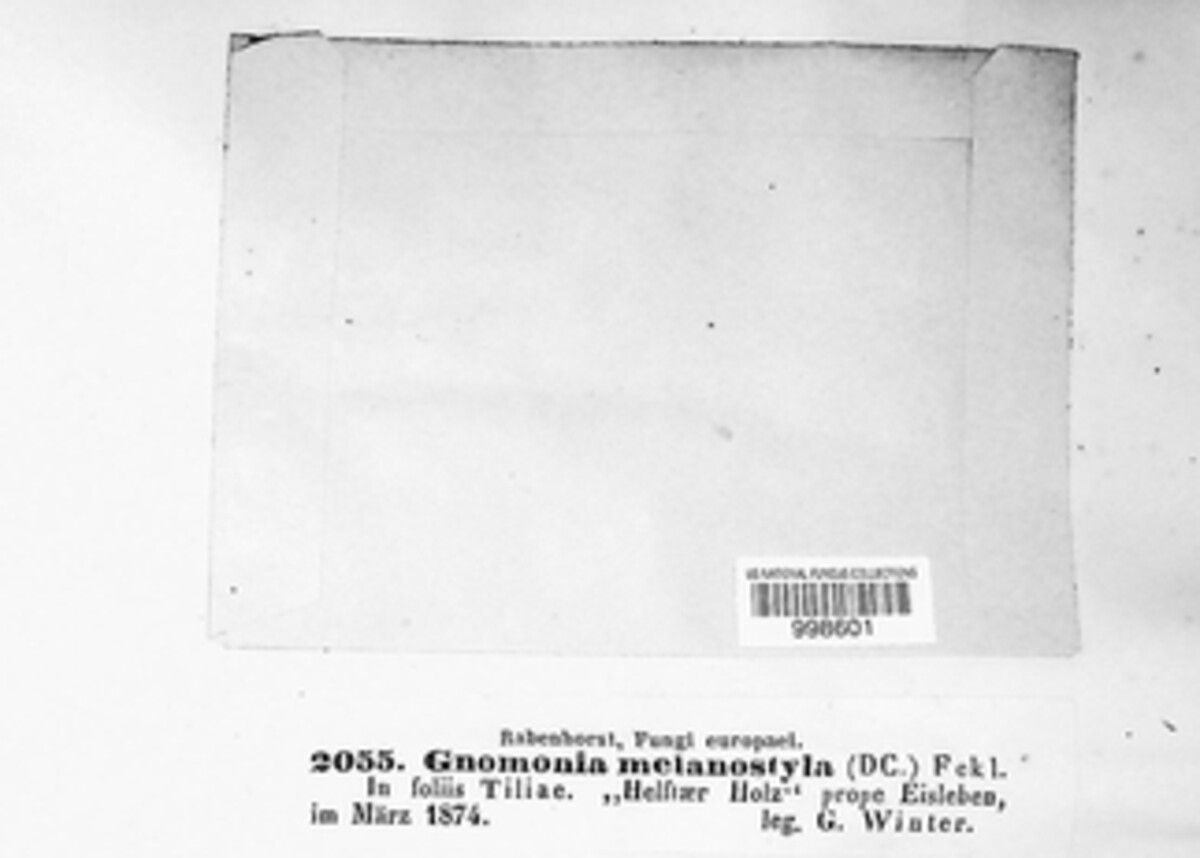 Gnomonia melanostyla image